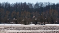 017_Biebrza - marzec 2013